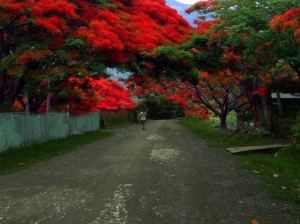 More Flame Trees