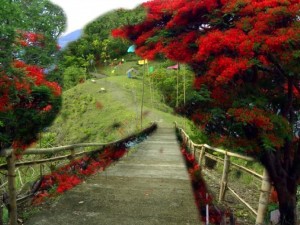 Flame Trees leading to Mutong Habug