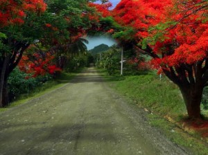 Road lined with Flame Trees