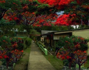 Flame Trees lead you to Aguipo Elementary School