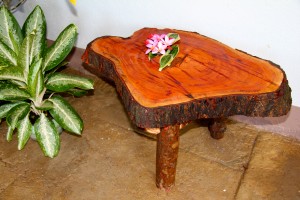 Tree Stumps as coffee table.