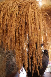 Local Decorations:  since it's harvest time…  Newly harvested rice!!!